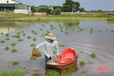 Nông dân Lộc Hà gieo cấy lại 766 ha lúa hè thu