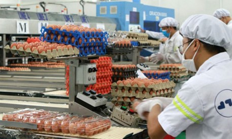 Thị trường trứng gia cầm: Sân chơi ngày càng chật