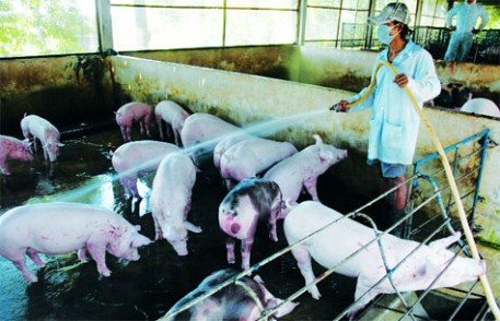 Phòng và trị bệnh tụ huyết trùng trên lợn