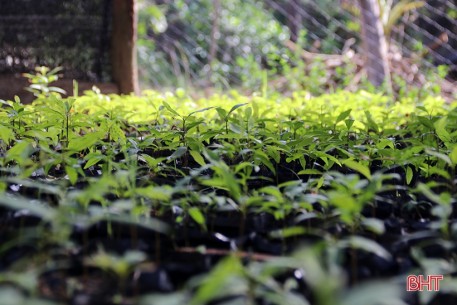 Ươm 20 nghìn cây giống trồng hàng rào xanh ở thị xã phía Nam Hà Tĩnh