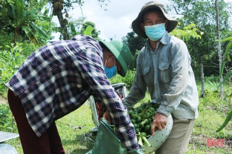 Chanh Vũ Quang sai quả nhưng lại... “rớt” giá, ế hàng do ảnh hưởng dịch Covid-19