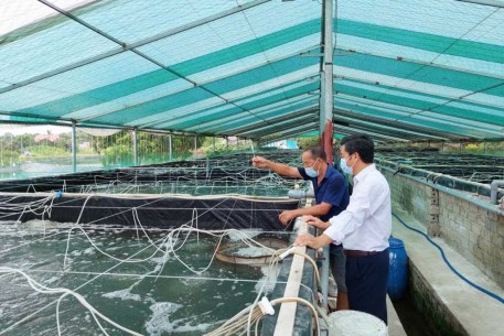 Cựu chiến binh vượt khó, phát triển kinh tế tại Hải Hà