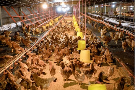 Năm Hưởng, tiên phong sản xuất trứng gà không sử dụng chuồng