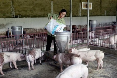 Áp lực chênh lệch giá lợn, người nuôi đối mặt nhiều khó khăn