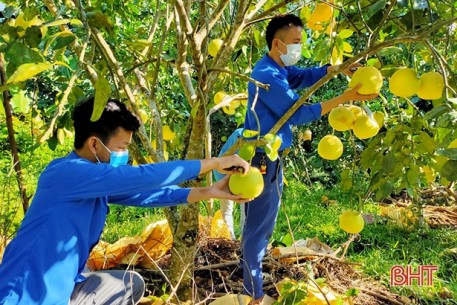 Huyện đoàn Hương Khê hỗ trợ thu hoạch, tiêu thụ bưởi Phúc Trạch