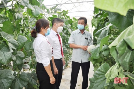 Agribank Hà Tĩnh “bơm vốn” cho mô hình nông nghiệp công nghệ cao