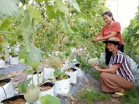 ƯỚC MƠ  LẬP NGHIỆP TRÊN QUÊ HƯƠNG