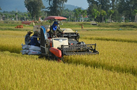 Tích cực hỗ trợ nông dân thu hoạch lúa Hè thu trong bối cảnh ảnh hưởng của dịch covid-19