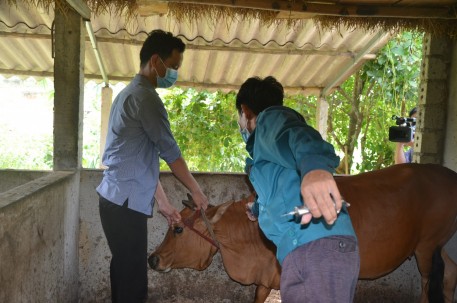 Vũ Quang tập trung tiêm phòng vắc xin cho đàn gia súc, gia cầm
