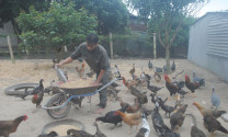 Phòng bệnh trong chăn nuôi gà thả vườn