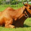 Cách xử lý bò ăn cỏ mới phun thuốc