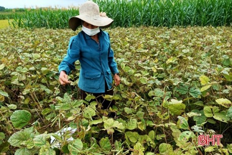 Nông dân Vũ Quang ước thu trên 350 tấn đậu hè thu