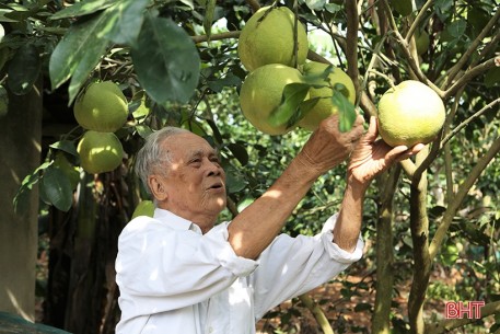 97 tuổi, cựu chiến binh Hà Tĩnh vẫn hăng say xây vườn mẫu