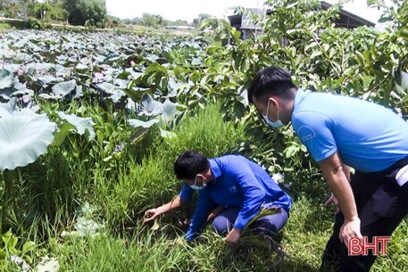 Triển vọng từ mô hình nuôi ốc bươu đen ở Đức Thọ