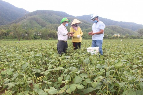 Quảng Trị: Hiệu quả mô hình đậu xanh trên vùng đất bị bồi lắng sau bão lũ