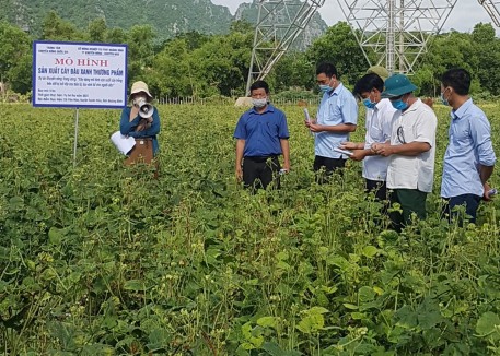 Quảng Bình: Hiệu quả trồng cây đậu xanh trên vùng đất bị bồi lắng sau lũ