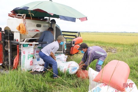 Được mùa lúa hè thu và câu chuyện tiêu thụ nông sản ở Hà Tĩnh