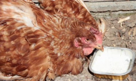 Xử lý khi gà có biểu hiện ủ rũ, sốt cao, bỏ ăn, lông xù