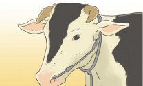 Cách chữa bò bị ngộ độc urê