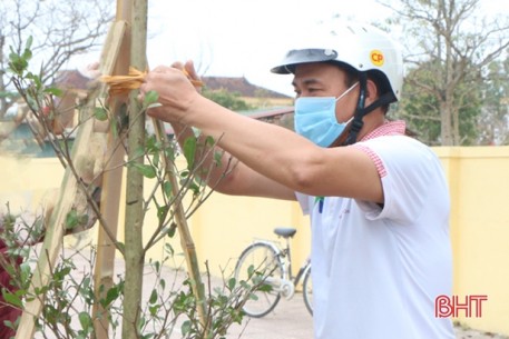 TP Hà Tĩnh dự kiến trồng thêm 40.627 cây xanh
