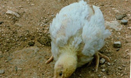 Xử lý khi gà kém ăn, rụt cổ, nóng sốt, hen khẹc
