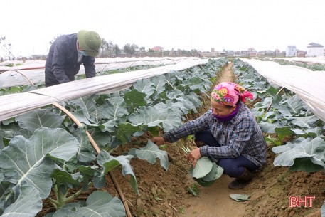 Tích tụ ruộng đất, nông dân TP Hà Tĩnh đầu tư phát triển nông nghiệp đô thị