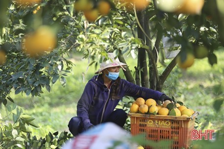 Nông sản sạch Can Lộc sẵn sàng phục vụ thị trường tết