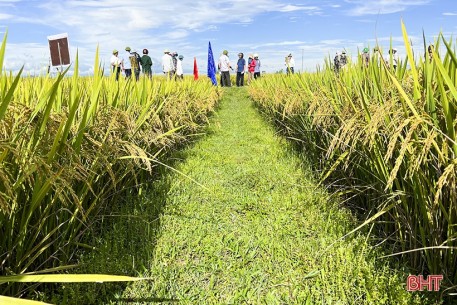 Giống lúa Hương Thuần 8 ước đạt 64 tạ/ha, Đức Thọ tiếp tục sản xuất thử nghiệm