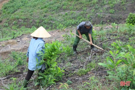 Vũ Quang ban hành chính sách hỗ trợ phát triển rừng bền vững