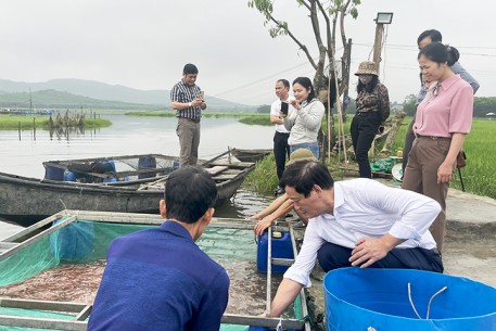 Hà Tĩnh: Triển khai mô hình nuôi cá Diêu hồng bằng lồng bè trên sông và hồ chứa theo hướng VietGAP