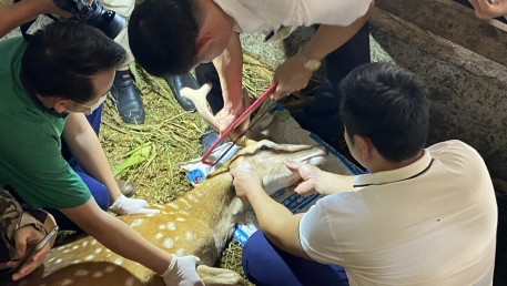 Hà Tĩnh tập huấn kỹ thuật cắt nhung hươu đảm bảo phúc lợi động vật