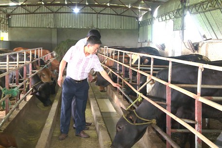 Mạnh dạn chuyển đổi chăn nuôi bò quy mô lớn từ đất nông nghiệp kém hiệu quả