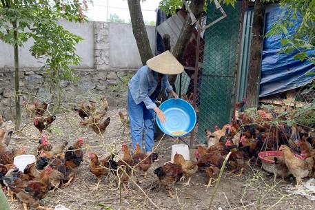 Nâng cao thu nhập từ mô hình chăn nuôi gà thả vườn
