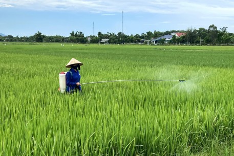 Bệnh khô vằn gây hại nặng trên lúa Hè thu