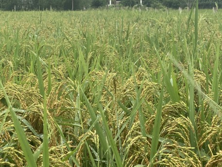 Sản xuất  lúa cạn trên đất màu, giải pháp chuyển đổi cây trồng hiệu quả trong vụ Hè Thu