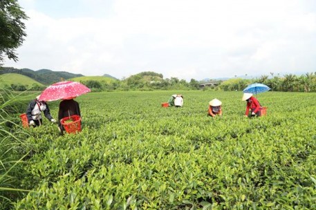 Nông dân Sơn Kim2 chuyển đổi cơ cấu cây trồng vật nuôi phát triển kinh tế bền vững