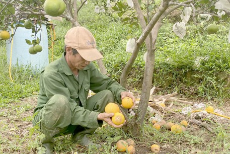 Vũ Quang: Nhiều diện tích cam rụng quả sau mưa