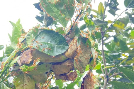Lợi ích kép khi nuôi kiến vàng trên vườn cây ăn quả có múi