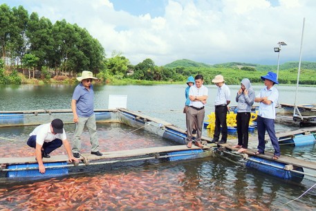 Hội thảo mô hình nuôi cá diêu hồng theo hướng VietGAP