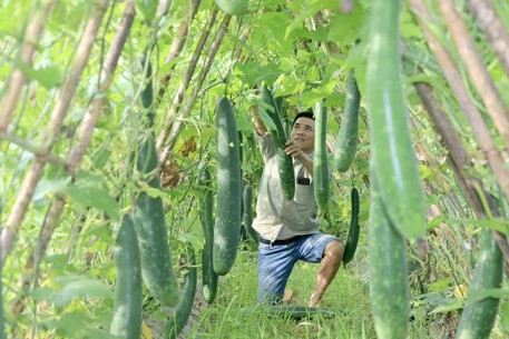 Nông dân Vũ Quang trồng bí xanh hữu cơ trên đất đồi cho hiệu quả cao