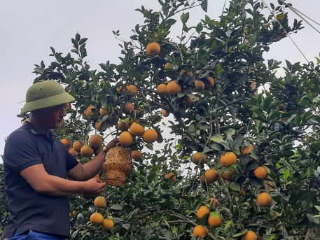 Áp dụng quy trình sản xuất hữu cơ, người trồng cam sử dụng bẫy sinh học để phòng trừ sâu bệnh, đảm bảo sản phẩm đến tay người tiêu dùng an toàn và chất lượng