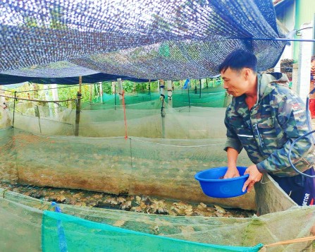 Thoát nghèo nhờ mô hình nuôi ếch Thái Lan