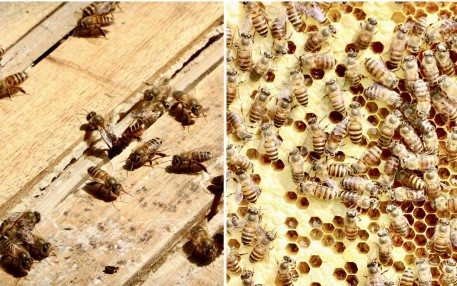 Duy trì 1,3 đến 1,5 triệu đàn ong đến năm 2030