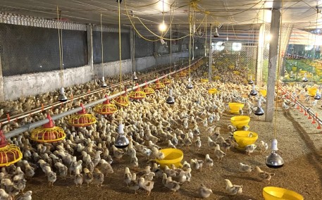 Chăn nuôi gà liên kết, hướng phát triển bền vững