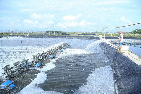 Tăng cường các biện pháp kỹ thuật hạn chế ảnh hưởng của nắng nóng đến sản xuất nuôi trồng thủy sản