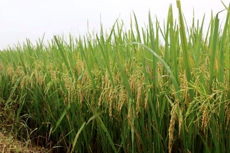 Mô hình sản xuất lúa theo hướng hữu cơ cho lợi nhuận cao