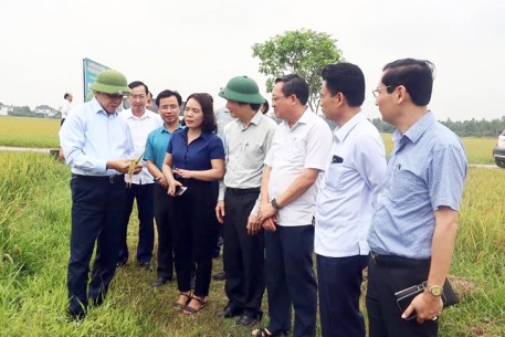 Chủ tịch UBND tỉnh kiểm tra tiến độ thu hoạch lúa vụ Xuân 2024