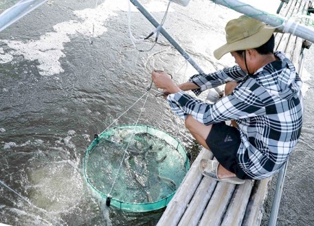 Hà Tĩnh: Tăng cường quản lý, chỉ đạo sản xuất tôm nước lợ