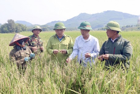 Vũ Quang: Tập trung chăm sóc, phòng trừ sâu bệnh hại lúa