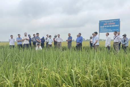Tập huấn quy trình sản xuất lúa theo tiêu chuẩn hữu cơ, gắn với liên kết thị trường tiêu thụ sản phẩm
